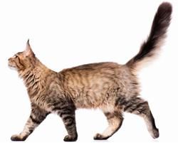 Golden mackerel tabby Cat Standing, Kitten Cute, Cat Anatomy, Cat Body, Warrior Cat Oc, Cat Info, Cat Oc, Cat Reference, Cat Pee