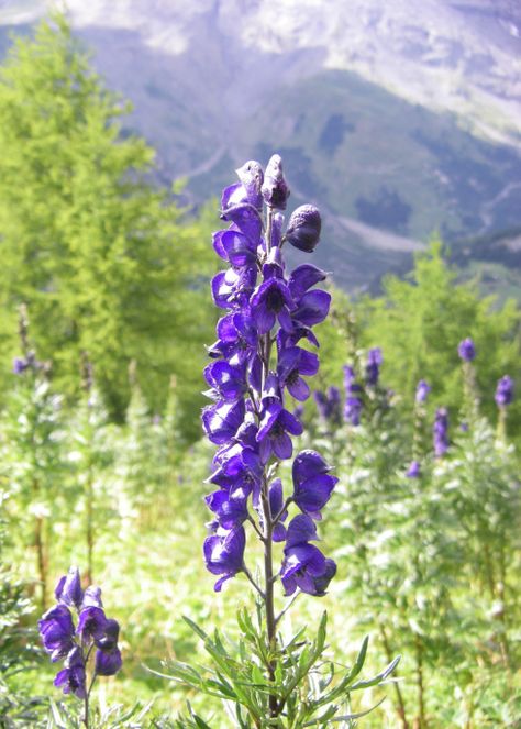 Aconitum flower, this is the flower i have decided to have tattooed on me most likely in water color <3 Herb Garden, Female Tattoos, Medicinal Plants, Nature, Witches Garden, Stachys Byzantina, Plant Study, Witch Garden, Poisonous Plants