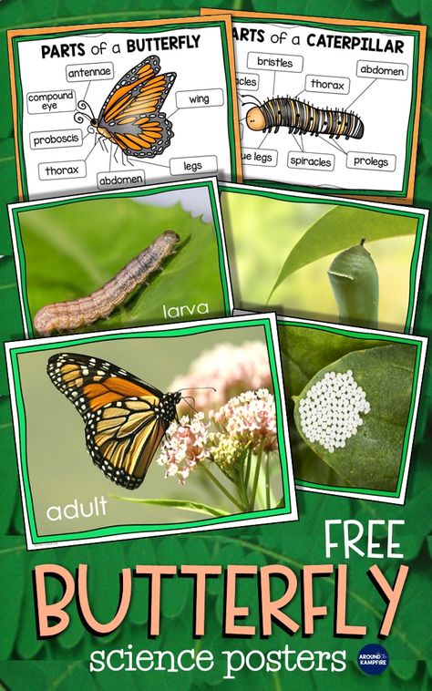 Butterfly Life Cycle Activity, Life Cycles Preschool, Butterfly Lessons, Butterfly Science, Science Bulletin Boards, Butterflies Activities, Insects Preschool, Insect Activities, Life Cycles Activities