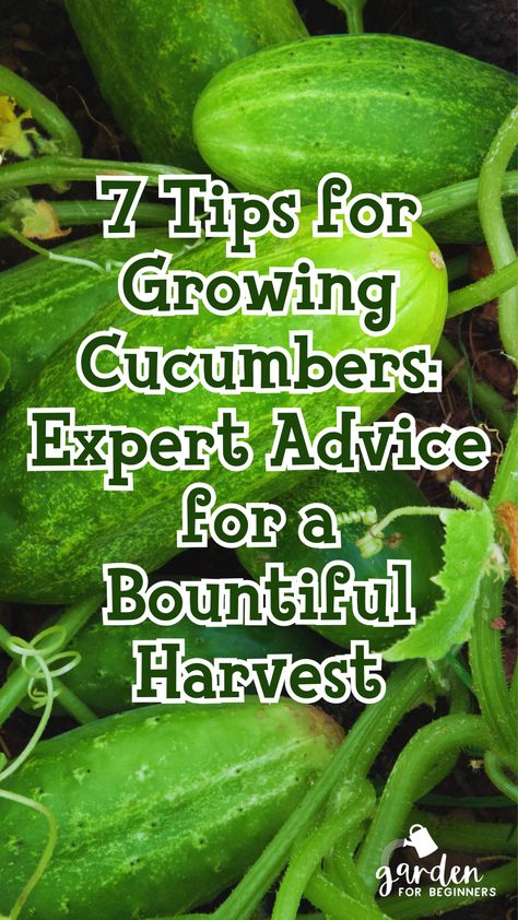 Growing cucumbers? This post is for you! If you’re looking to grow cucumbers in your garden, you’ve come to the right place. Cucumbers are a popular and delicious vegetable that can be grown in a variety of climates. Whether you’re a seasoned gardener or a beginner, you should know a few tips and tricks to ensure a successful crop. What To Plant With Cucumbers, Cucumber Growing Tips, How To Plant Cucumbers, Growing Cucumbers From Seed, Cucumber Garden, Grow Cucumbers, Cucumber Gardening, Garden For Beginners, Cucumber Plant