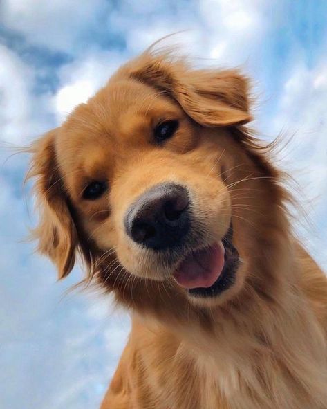 Perros Golden Retriever, 골든 리트리버, Psy I Szczenięta, Cute Dog Pictures, Dog Wallpaper, Retriever Puppy, Dogs Golden Retriever, Cute Dogs And Puppies