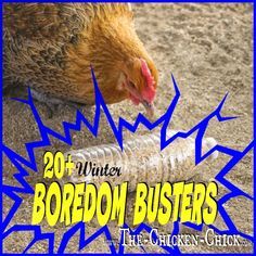 Chicken Boredom, Chicken Toys, Chicken Coup, Homestead Chickens, Backyard Chicken Farming, Chicken Life, Chicken Health, Chicken Treats, Raising Backyard Chickens