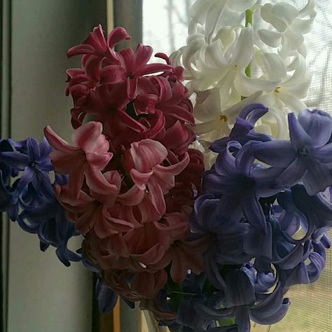 Nature, Blue Hyacinth Aesthetic, Hyacinth Flower Bouquets, Hyacinths Aesthetic, Hyacinths Bouquet, Hycanith Flower, Hyacinth Flower Aesthetic, Hyacinth Aesthetic, Flower Hyacinth