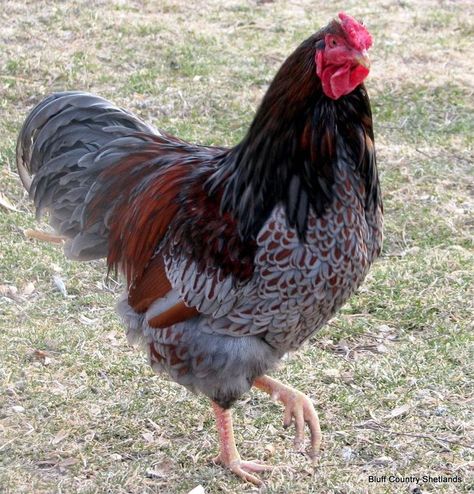 Blue Laced Wyandotte Rooster.. Ours name is Romeo | Hobbies | Pinterest |  Beautiful, Roosters and Names Blue Laced Wyandotte, Wyandotte Rooster, Rooster Names, Blue Laced Red Wyandotte, Laced Wyandotte, Wyandotte Chicken, Chicken Pictures, Fancy Chickens, Beautiful Chickens