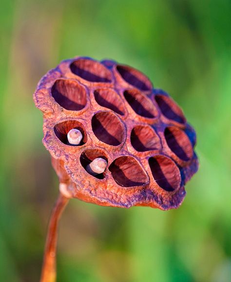 Seeds, Flowers, Nelumbo Nucifera, Seed Pod, Seed Pods