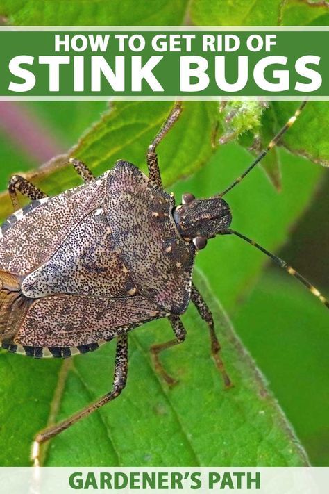 Are stink bugs stinking up your lawn and garden? Find out how to get rid of these stinkers and keep them from eating you out of house and home and destroying the hard work you’ve put into your veggie patch or landscaping. Get the complete guide on Gardener’s Path now! #stinkbugs #gardenpests #badinsects #gardenerspath Succulent Garden Diy Indoor, Garden Remedies, Stink Bugs, Garden Bugs, House And Home, Veggie Patch, Garden Pest Control, Bug Repellent, Home Vegetable Garden