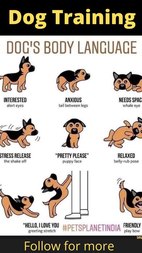 How to Understand your Dog's Body Language Pet Care Tips, New Puppy Checklist, Dog Body Language, Second Guessing, Dog Wellness, Best Dog Training, Puppy Face, Dog Info, Dog Care Tips