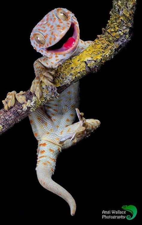 The Tokay gecko (Gekko gecko) is one of the largest species of geckos and is native to Asia and some Pacific Islands. Males range from about 13-16 in (35-40 cm) and females about 8-12 in (20-30 cm). There are two variants of tokay geckos: a red-spotted and a black-spotted. In the red-spotted tokay gecko, these spots range from light yellow to red and overlay a bluish or grayish body. Since they can lighten or darken their skin color, this helps them to camouflage in t Iguanas, Nature, Spotted Gecko, Tokay Gecko, Gecko Tattoo, Wild Animals Photography, Cartoon Character Tattoos, Reptile Skin, Wild Animals Pictures