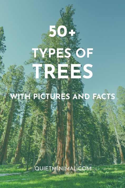 Nature, Michigan Trees Identification, Tree Identification Chart, Plants Identification, Michigan Trees, Types Of Pine Trees, Different Types Of Trees, Identifying Trees, Tree Types