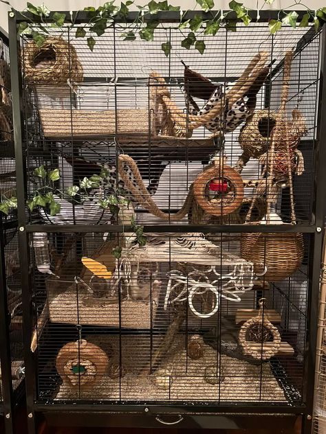 Rat Cage Setup, Rat Cage Diy, Pet Rat Cages, Rattus Rattus, Ferrets Care, Rat Care, Rat Cage Accessories, Squirrel Home, Rat House