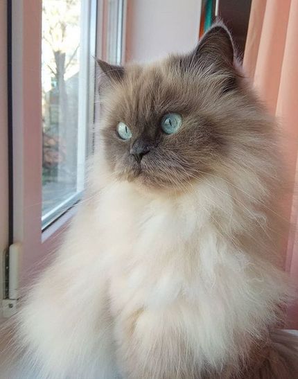 Top 18 Most Expensive Cat Breeds in The World | Page 3 of 3 | PetPress Siamese Fluffy Cat, Expensive Cats Breeds, Most Expensive Cats Breeds, Hymilain Cat, Himalayan Cat Aesthetic, Himalayan Cat Kitten, Himalayan Persian Cats, Himalayan Cats, Fluffy Cat Breeds