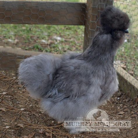 Murray McMurray Hatchery - Day-Old Baby Chicks Silkie Chickens Colors, Silkie Hen, Bantam Chicken Breeds, Silkie Bantam, Backyard Homestead, Poultry Equipment, Interest Board, Bantam Chickens, Day Old Chicks