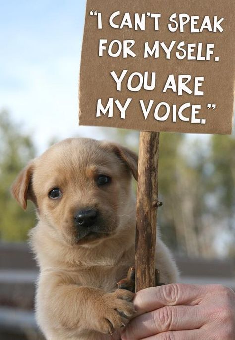 SPEAK UP for ANIMAL RIGHTS!! Dog Quotes, Akita, Golden Retrievers, Animal Rights Quotes, Humor Animal, Stop Animal Cruelty, Love My Dog, Animal Rights, Mans Best Friend