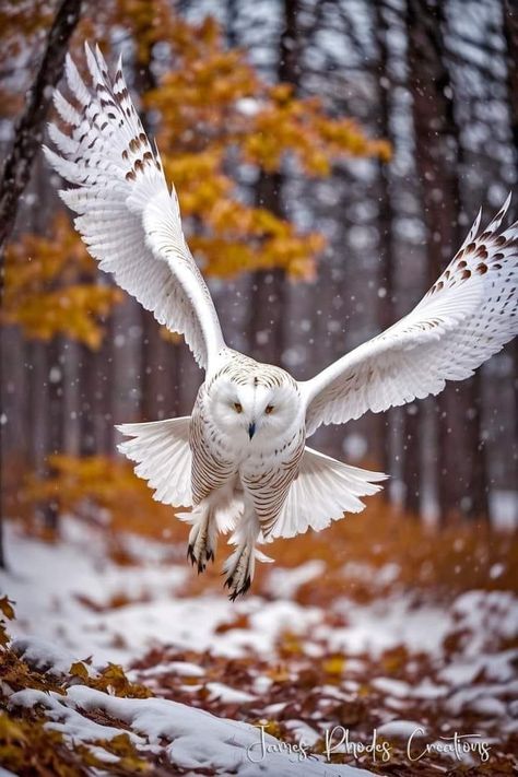 Snowy Owl, Awesome Owls, Owl Photography, Owl Artwork, Owl Images, Wild Animals Pictures, Owl Photos, Owl Pictures, Beautiful Owl