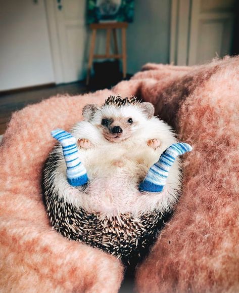 Hedgehog with socks! Landak Mini, Regnul Animal, Söt Katt, Psy I Szczenięta, Animale Rare, Baby Animals Pictures, Cuddly Animals, Baby Animals Funny