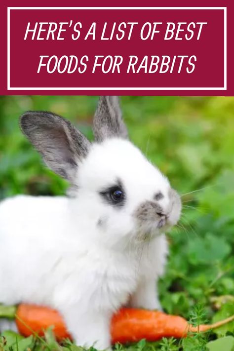 Rabbits are herbivores, and their diet consists of mainly of vegetbles and fruit. This article will help you know the best food for your pet bunny. #petbunny #rabbitpet #rabbitdiet Foods Rabbits Can Eat, Best Vegetables For Rabbits, Bunny Snacks Rabbit Food, Homemade Rabbit Food, What Can Rabbits Eat List, Food For Bunnies, What Do Rabbits Eat, Rabbit Food Ideas, What Do Bunnies Eat