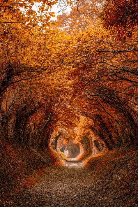 Cer Nocturn, Leaves On The Ground, Tree Tunnel, Orange Leaves, Autumn Magic, Autumn Scenes, Autumn Scenery, Autumn Beauty, Fall Pictures