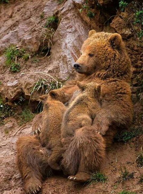 breastfeeding mama bear, baby animals drink their own mother's milk. Then why do we drink the milk of a cow? Cele Mai Drăguțe Animale, Photo Animaliere, Animale Rare, Bear Cubs, Grizzly Bear, Sweet Animals, Animal Planet, Nature Animals, Animal Photo