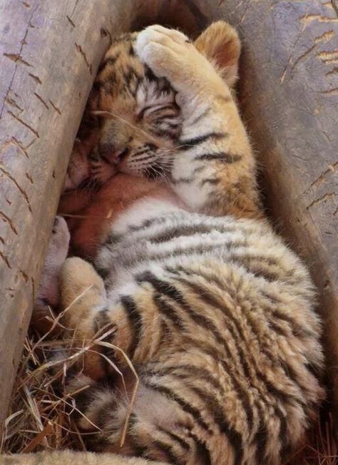 Animal Kingdom Crazy Nature, Baby Tigers, Quotes Light, Crafts Animals, Aesthetic Forest, Animals Pictures, Tiger Cub, Photography Makeup, Bengal Tiger