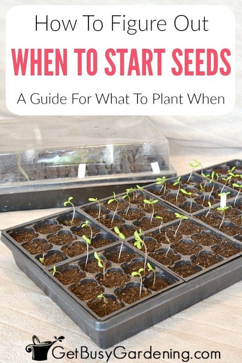 If you’re struggling to determine when to start your seeds indoors, don’t worry, you’re not alone. Learn how to tell when you should plant each variety of seeds, based on helpful packaging clues, and what growing zone you live in, with this helpful guide. You will even find out how to set up a planting schedule for yourself that you can use and adjust for several years to perfect your seed starting timing. Get your questions answered about when to plant what seeds for your garden in this post. When To Plant Seeds Indoors, Plant Seeds Indoors, When To Start Seeds Indoors, When To Start Seeds, When To Plant Seeds, Planting Dates, What To Plant When, Planting Seeds Indoors, Planting Schedule