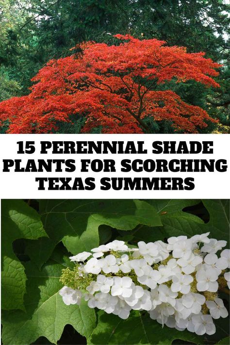 Uncover the secret to a stunning garden all year round! Our curated list of perennial plants thrives in the shade of North Texas. Dive into the article for tips on creating a perpetual showcase of natural beauty in your garden. #YearRoundGarden #ShadePerennials #NorthTexasBeauty Texas Shade Garden, Perenial Garden, Best Perennials For Shade, Patio Flower Pots, Year Round Flowers, Flower Garden Layouts, Best Plants For Shade, Plants For Shade, Texas Landscaping