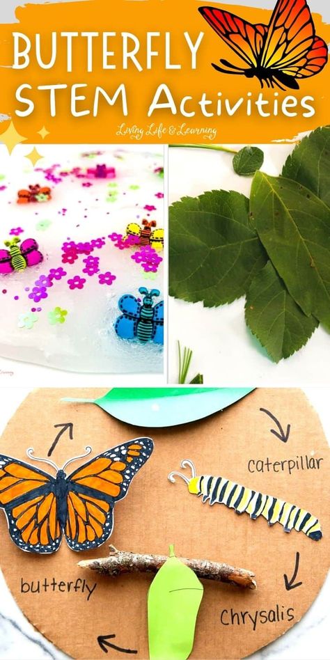 Kids can learn a lot of things from butterflies and their life cycle is a perfect addition to your homeschool lesson plan about life cycles. That's only one of the many reasons why I've come up with this list of Butterfly STEM Activities that will surely be a hit with kids of all ages. They'll learn and have fun while doing these exciting STEM Activities. Nature Stem Activities Preschool, Butterfly Stem Activities, Plant Life Cycle Craft, Hungry Caterpillar Craft Preschool, Butterfly Unit Study, Butterfly Science Activities, Caterpillar Craft Preschool, Kindergarten Science Experiments, Homeschool Units