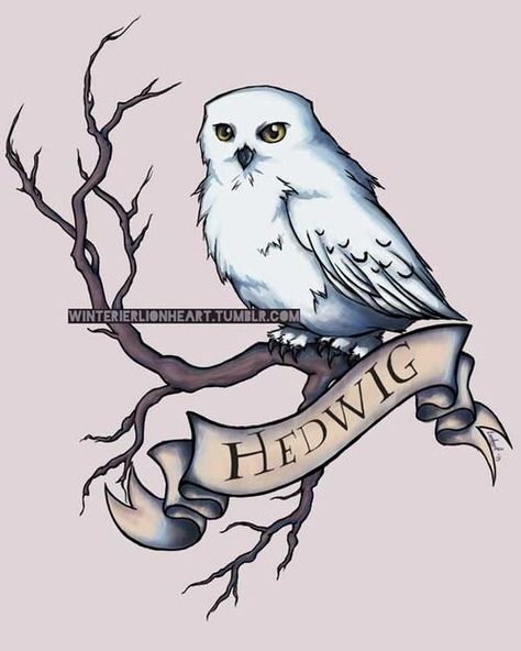 Fan Art Harry Potter, Harry Potter Sketch, Wallpaper Harry Potter, Art Harry Potter, Harry Potter Owl, Harry Potter Hedwig, Owl Post, Desenhos Harry Potter, Images Harry Potter