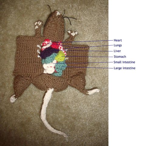 My next geeky knitting project. Amigurumi Patterns, Knit Patterns, Rat Dissection, Knitting Pictures, Science Geek, Star Wars Logo, Star Wars Darth, Knitted Toys, Knitting Stitches