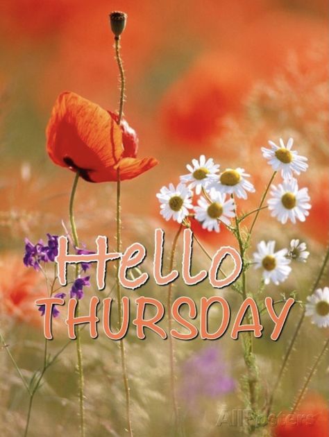 Thursday Morning Quotes, Birthday Wishes For Nephew, Hello Thursday, Thursday Thoughts, Thursday Greetings, Thursday Images, Good Morning Happy Thursday, Week Quotes, Thursday Quotes