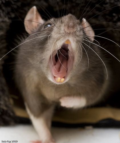 I love it when rats go YAAAAAAWWWN