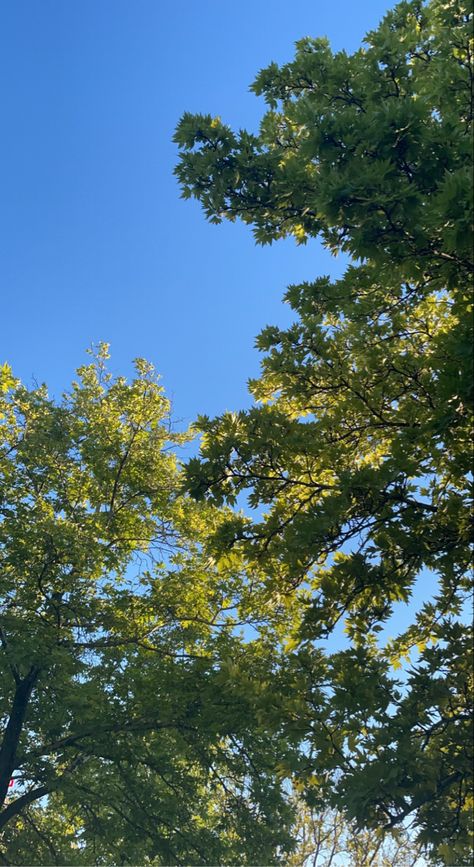 Nature, Sky And Trees Wallpaper, Natural Asthetic Picture, Tree Asthetic Picture, Landscape Instagram Story, Sky And Trees Aesthetic, Tree Astethic, Fake Pictures For Instagram Story, Sky With Trees