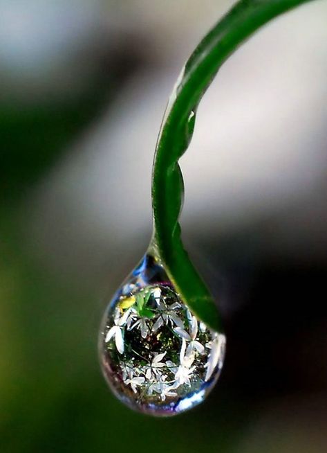 "life is like a dew drop on a blade of grass"seen in the morning. When the sun shines the dew drop disappears.                                                                                             Buddha.     True,,,,,,,,Let us be  encouraged  to contemplate in the impermanence of life. Foto Tips, Dew Drops, Water Art, Airbrush Art, Macro Photos, Foto Art, Water Droplets, Alam Semula Jadi, Jolie Photo