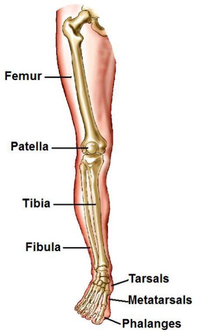 Platypus Leg Bones Diagram Human Bones Anatomy, Nervous System Anatomy, Human Skeletal System, Human Skeleton Anatomy, Leg Anatomy, Body Bones, Human Legs, Anatomy Bones, Basic Anatomy And Physiology