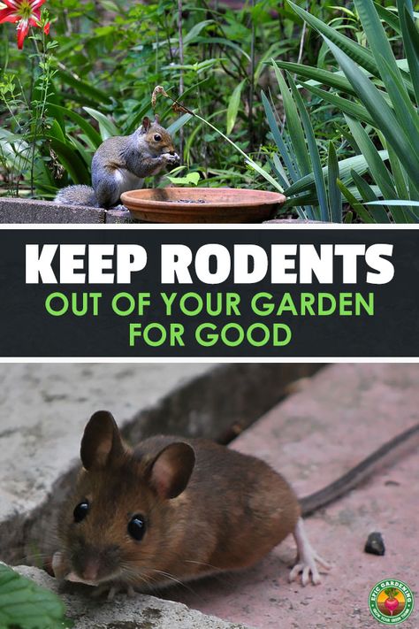 Rodent Repellent Plants, Natural Rat Repellent, Get Rid Of Squirrels, Rat Repellent, Slugs In Garden, Getting Rid Of Rats, Rat Control, Rodent Repellent, Mice Repellent