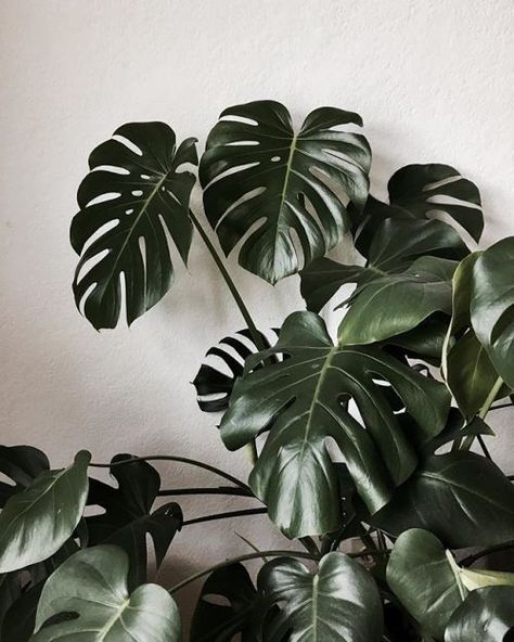 10 Chill Indoor Plants for Minimalist Homes Tanaman Indoor, نباتات منزلية, Iphone Wallpaper Green, Plant Background, Plants Are Friends, Cheese Plant, Jade Plants, Plant Wallpaper, Monstera Plant