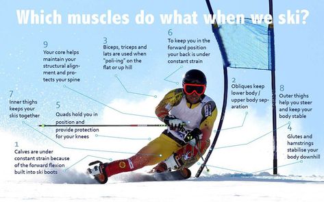 Anatomy Trains, Leg Strengthening Exercises, Skiing Workout, Ski Technique, Ski Fits, Ski Fit, Slalom Skiing, Ski Team, Skiing Lessons