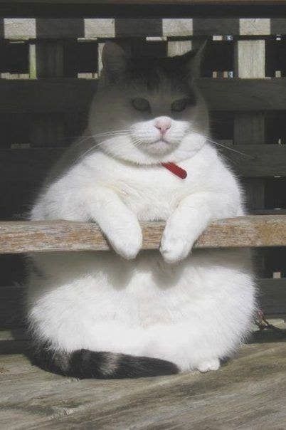 Fat Cat Pictures, Fat Cat Meme, Cat Memes Funny, Cute Fat Cats, Cat Love Quotes, Workout Memes Funny, Dog Quotes Funny, Fat Cat, Funny Cats And Dogs