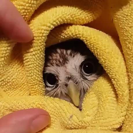 Snug as an owl in a towel