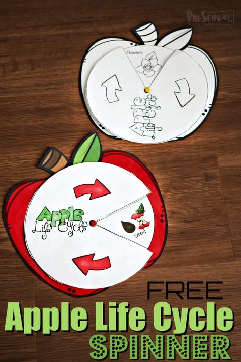 Kids will have fun learning about the life cycle of an apple with this super cute,  free printable apple life cycle spinner. Print this apple craft in color or decorate the black and white template for a fun, September science activity for toddler, preschool, pre k, kindergarten, first grade, and 2nd grade students. This is such an engaging way for children learn about life cycles. Lifecycle Of An Apple Preschool, Free Apple Life Cycle Printable, Apple Life Cycle Preschool, Life Cycle Of An Apple Printable Free, Johnny Appleseed Activities Kindergarten, Apple Life Cycle Printable Free, Lifecycle Of An Apple, Life Cycle Of Apple, Free Apple Printables