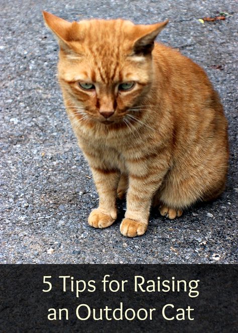 Outside Cats Tips, Outdoor Cats Tips, Outdoor Kitten Care, Barn Cats Care, Tnr Cats, Cats Health, Barn Cats, First Time Cat Owner, Barn Cat