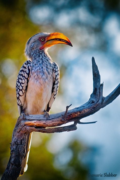 Southern yellow-billed hornbill found in southern Africa | Photograped at Madikwe Game Reserve, South Africa Wildlife In Africa, African Birds Photography, South Africa Animals Wildlife, Safari Animal Photography, African Animal Photography, African Savannah Animals, South African Photography, Birds Of South Africa, Animals Photography Wildlife