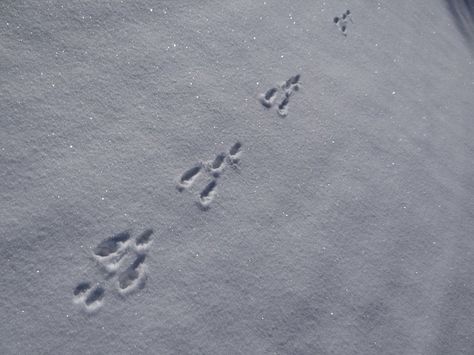 rabbit tracks in snow | rabbit tracks in the snow | A {tiny} Cottage in the Woods Tumblr, Rabbit Tracks, Bunny Tracks, Snow Tracks, Maroon Bells, Winter Cottage, Animal Tracks, Tiny Cottage, Snow Bunnies