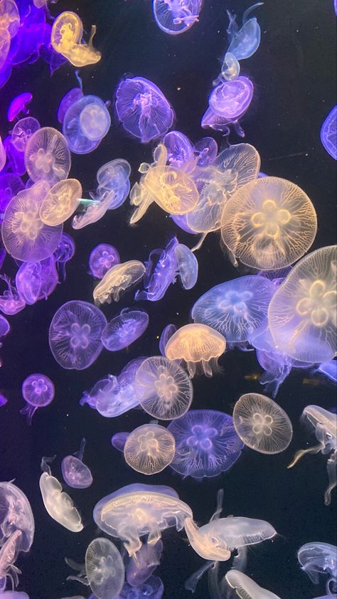 #jellyfish #colorful #purple #aesthetic Cybercore Jellyfish Wallpaper, Phone Wallpaper Jellyfish, Colorful Jellyfish Wallpaper, Most Aesthetic Wallpaper, Purple Jellyfish Aesthetic, Jellyfish Wallpaper Hd, Purple Jellyfish Wallpaper, Wallpaper And Widget Ideas, Jellyfish Wallpaper Aesthetic