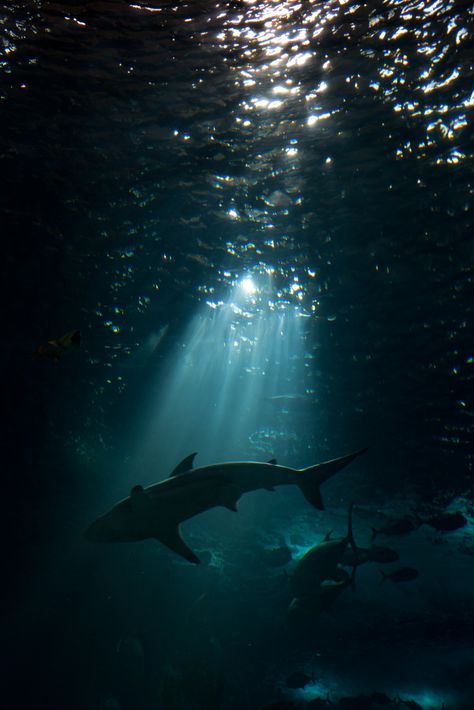 "sharks patrol these waters" | Oceanário de Lisboa #783 | Flickr Posiden Aesthetic, Animals In Water, Sharks Aesthetic, Shark Aesthetics, Oceancore Aesthetic, Dinosaur Age, Shark Pictures, Shark Gifts, Water Aesthetic