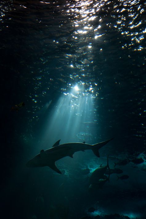 "sharks patrol these waters" | Oceanário de Lisboa #783 | Flickr Posiden Aesthetic, Shark From Above, Animals In Water, Scary Underwater, Shark Aesthetics, Oceancore Aesthetic, Dinosaur Age, Shark Photos, Shark Pictures