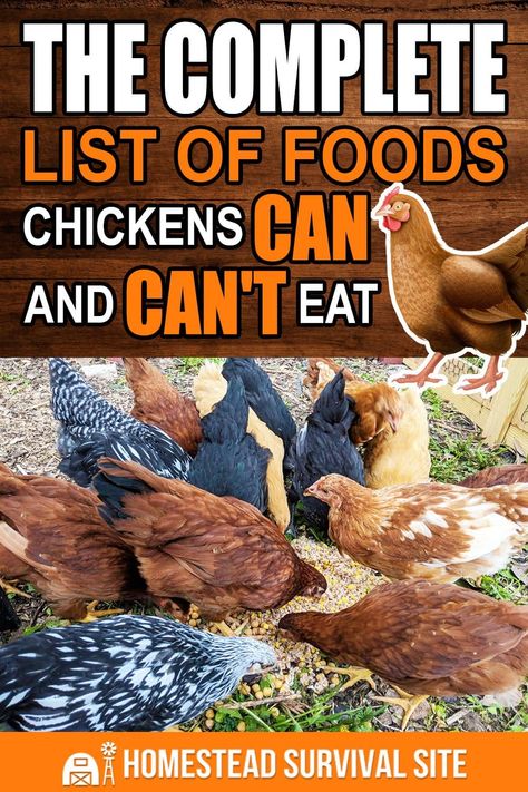 Chicken Keeping Ideas, Chicken Pets, What Can Chickens Eat, Mini Homestead, Happy Chickens, Food For Chickens, Foods Chicken, Chicken Raising, Urban Chicken Farming