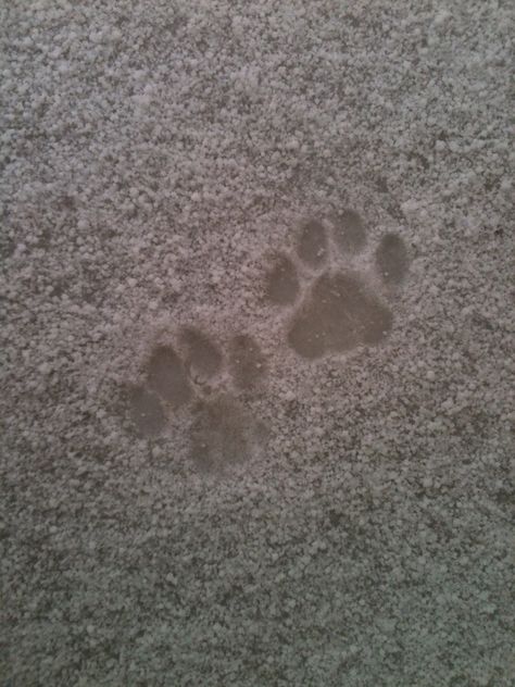 Cat's footprints on snow Home Décor, Coldplay, Cat Footprint, Home Decor