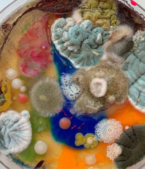 Artist Dasha Plesen combines molds, bacteria, spores, and other objects in petri dishes to create these colorful abstract Patchwork, Bio Art, Decay Art, Growth And Decay, Petri Dishes, Textil Design, Petri Dish, Abstract Photographs, Gcse Art