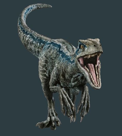 Jurassic World Fallen Kingdom full photo of the Velociraptor Croquis, Blue The Velociraptor, Blue Velociraptor, Blue Raptor, Velociraptor Blue, Jurassic World Raptors, Blue Jurassic World, Prehistoric Animals Dinosaurs, Jurassic World 2