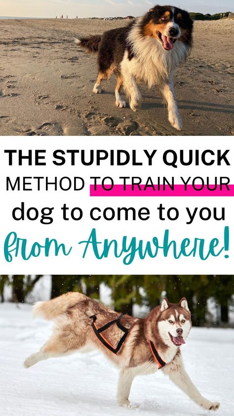 Dog Recall, Dog Behavior Training, Clever Dog, Basic Dog Training, Dog Brain, Puppy Training Tips, Best Dog Training, Train Your Dog, Dog Safety